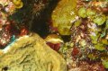 tiny atlantic toby puffer